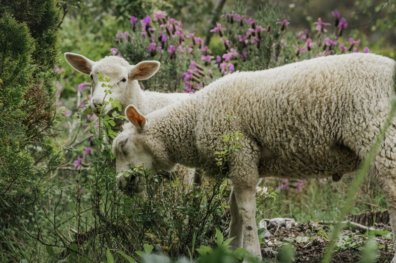 Sheep grazing among the lavender