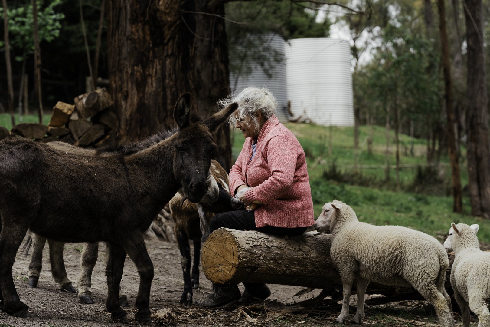 Elizabeth with the donkeys and sheep