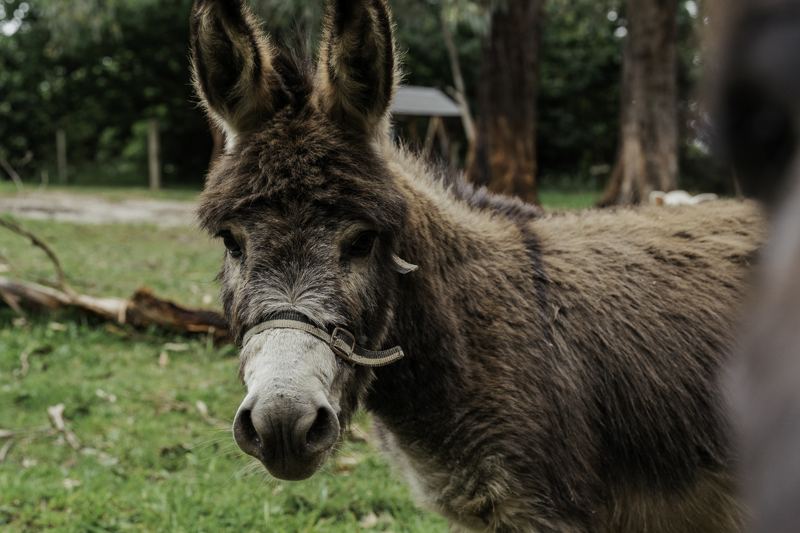 A donkey up close