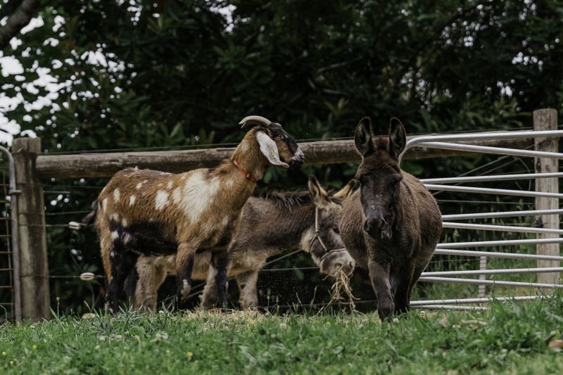 A goat and donkeys at the paddock fence