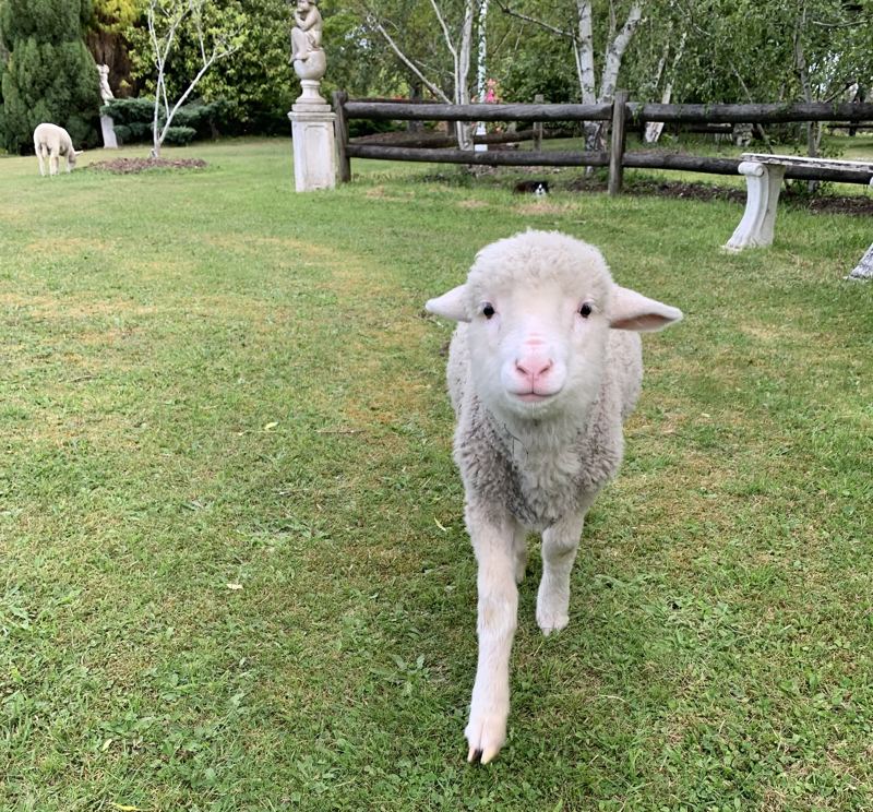 A lamb trotting across the lawn