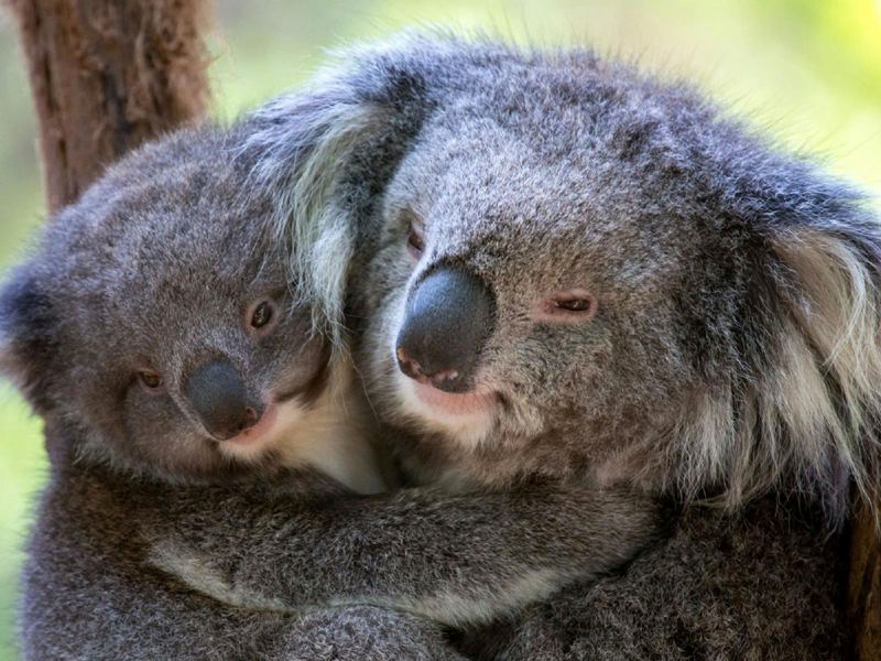 Koalas at Healesville Sanctuary