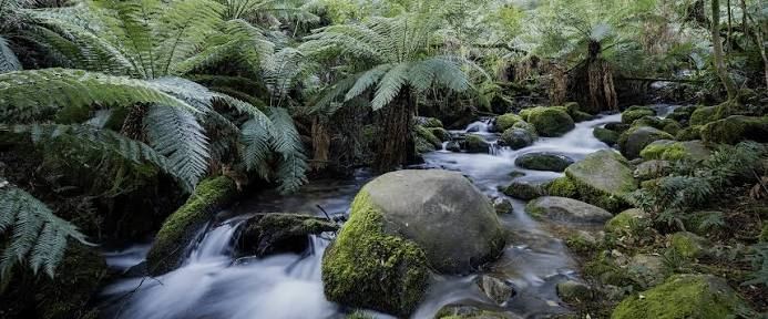 Tree-fern creeks in the ranges