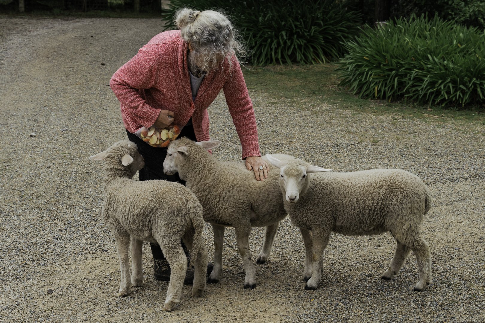 Elizabeth feeding the lambs