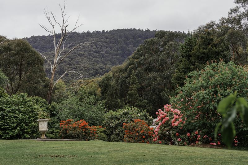 Rhododendrons in flower below the ranges