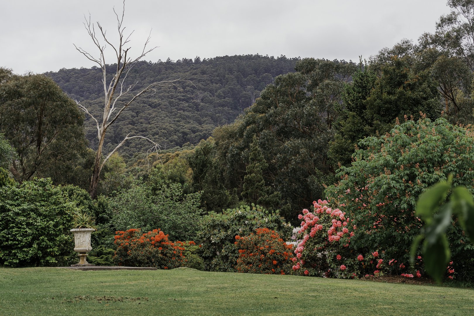 Rhododendrons in flower below the ranges