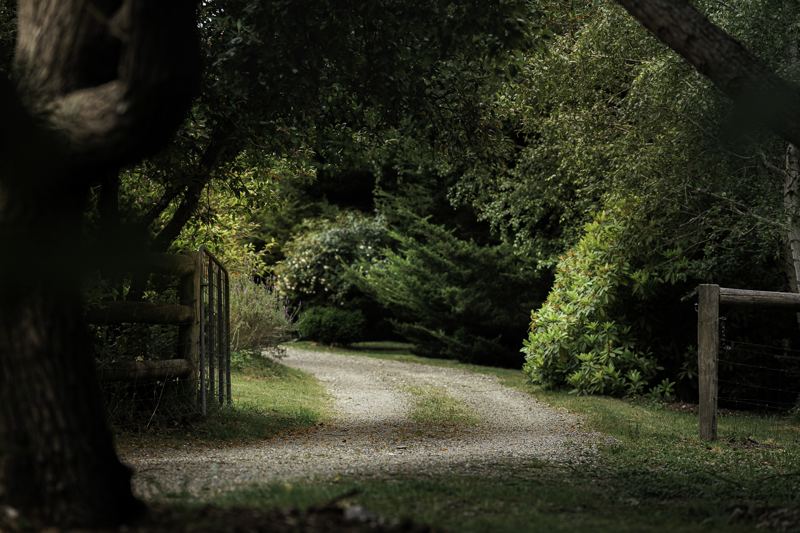 The track winding into the trees