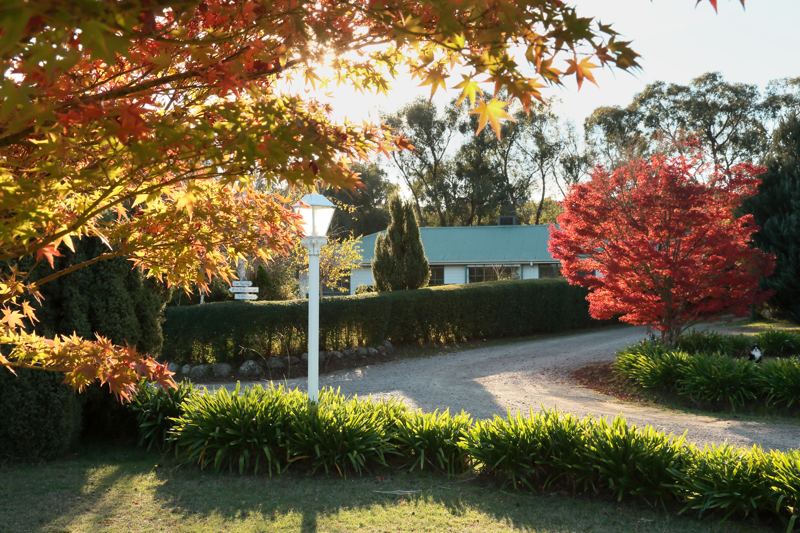 Autumn maples along the driveway