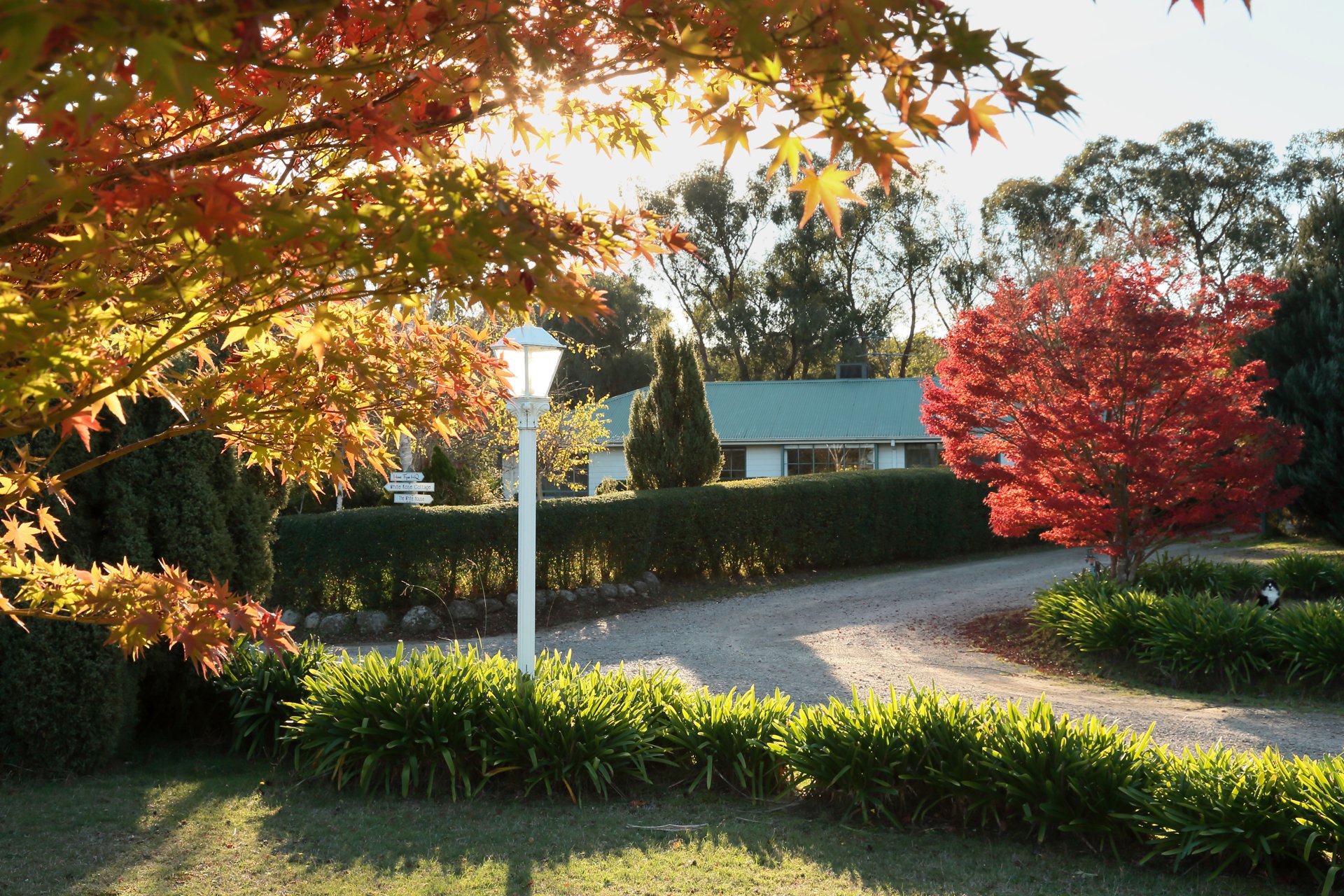 Autumn maples along the driveway