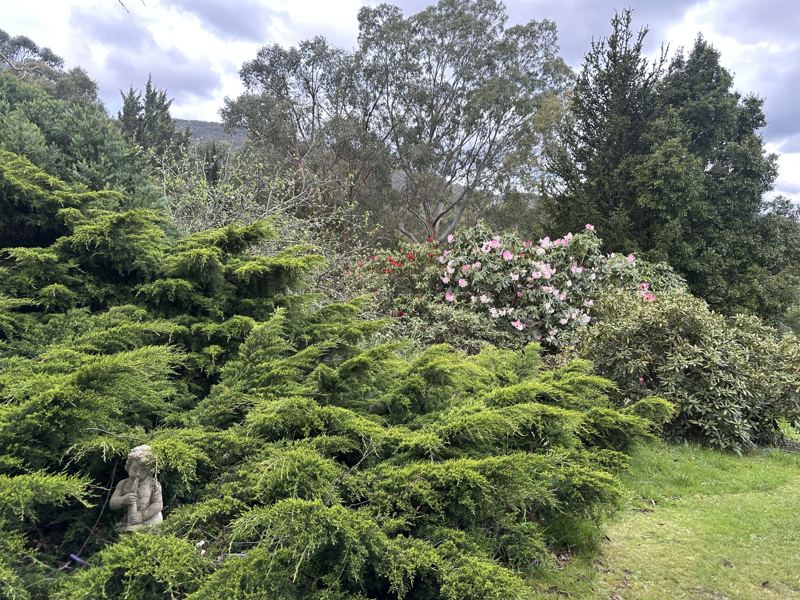 Conifers and rhododendrons in the garden