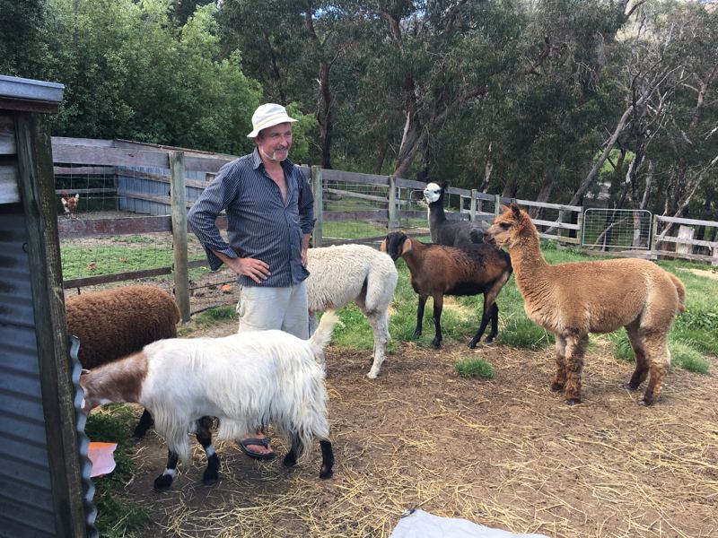 Matthew with the alpacas and sheep