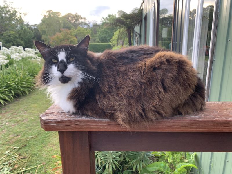 The farm cat sunning on the verandah rail