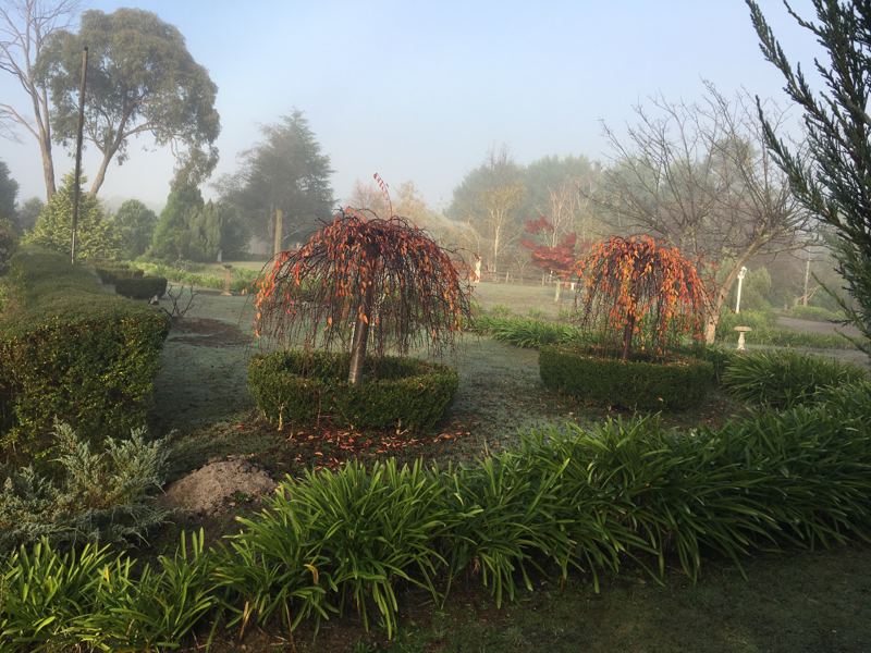 Weeping trees in the garden on a misty morning