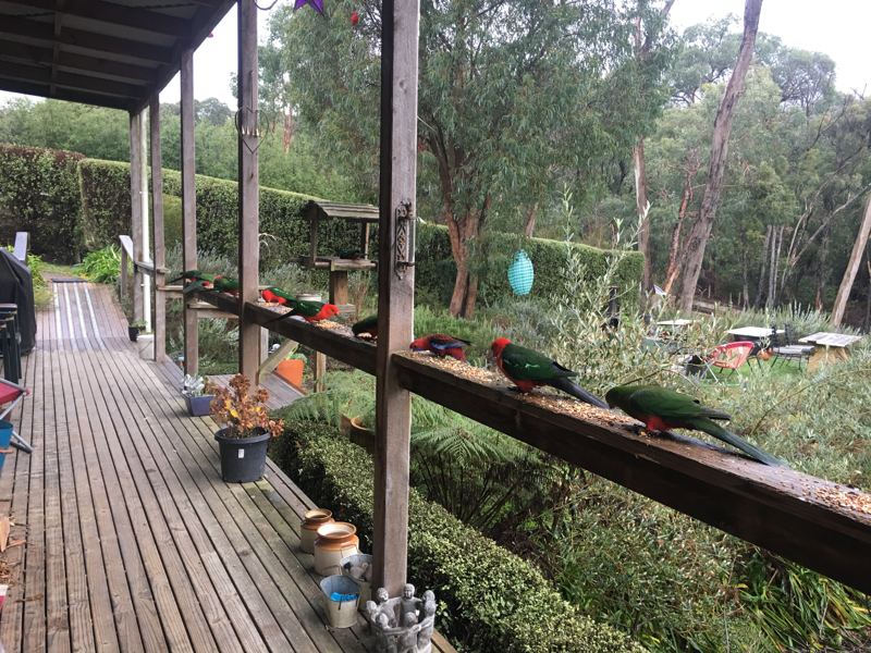 King parrots visiting the verandah