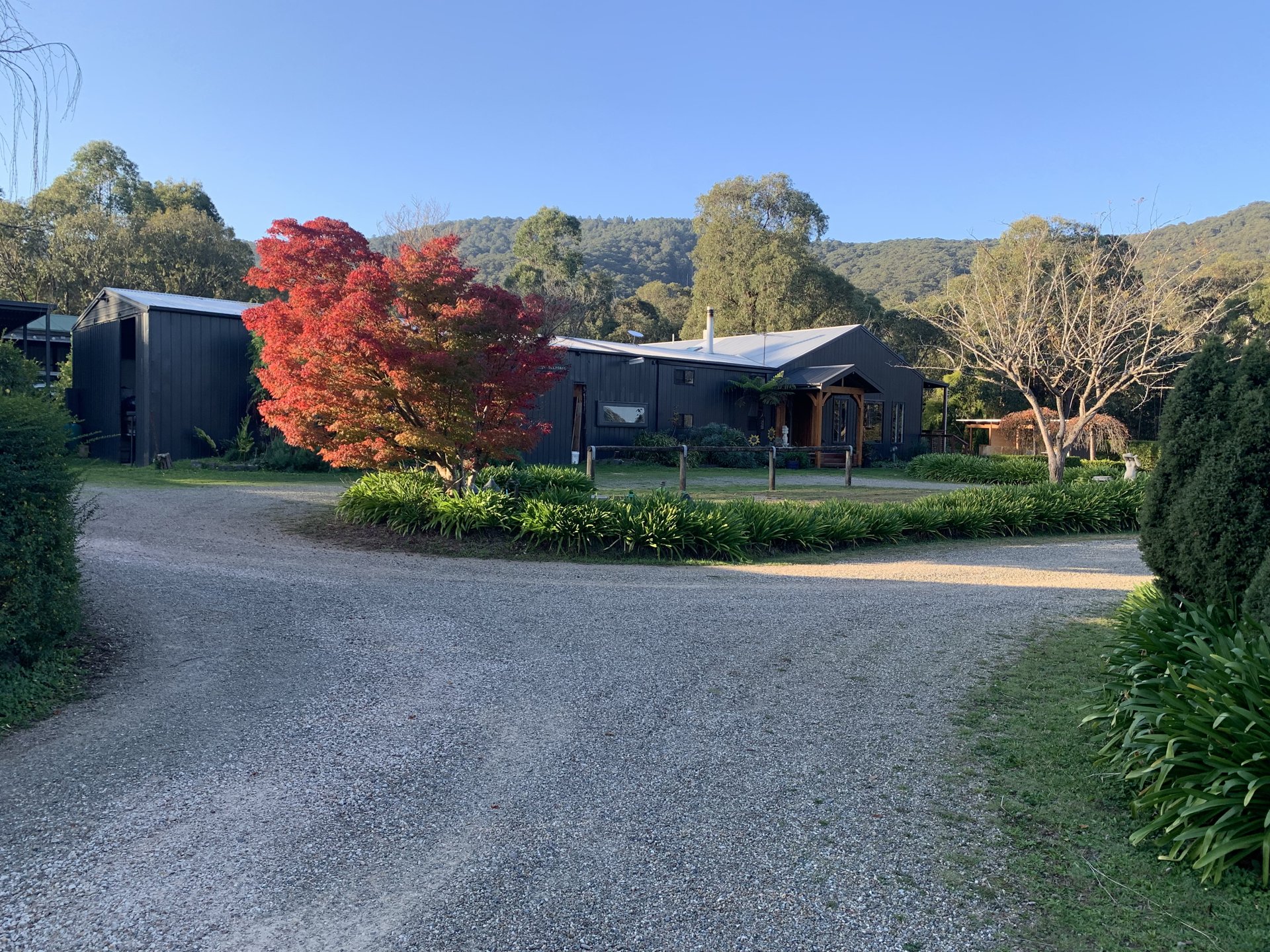 The gravel drive sweeping past a red Japanese maple